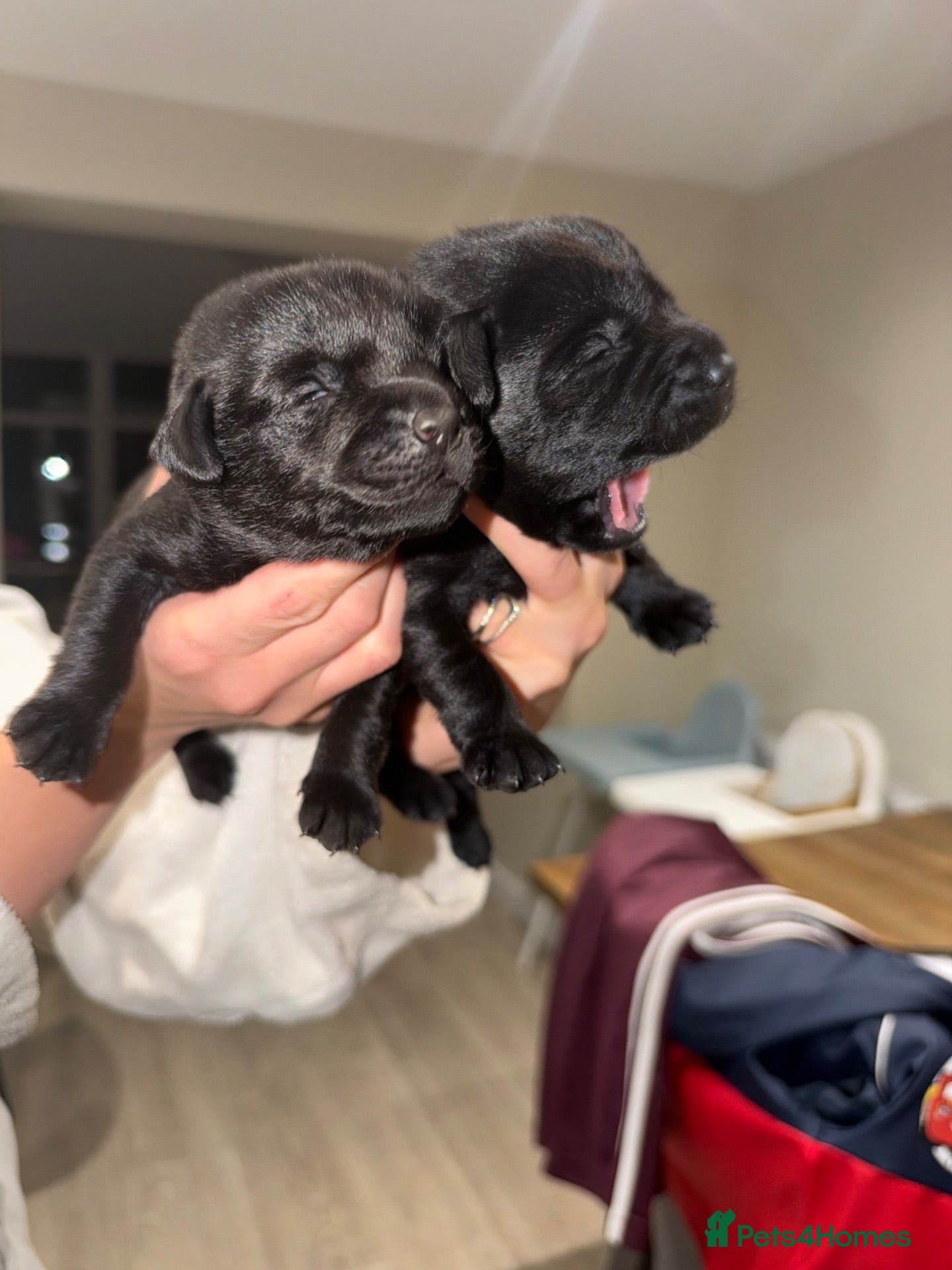 Labrador Retriever dogs Black Labrador Puppies  - Advert 1