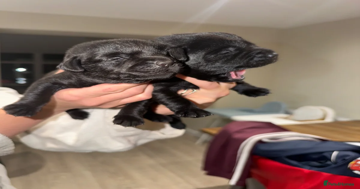 Black lab Puppies for sale | Pets4Homes