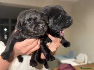 Labrador Retriever dogs Black Labrador Puppies - Advert 1