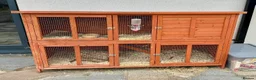 English Lop rabbits for sale: 2 female English lops - Advert 4