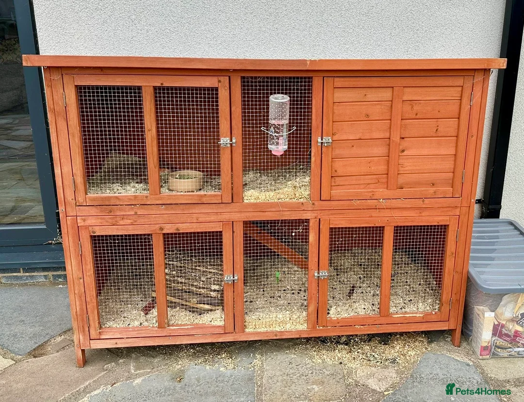 English Lop rabbits for sale: 2 female English lops - Advert 4