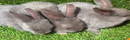 Mixed Breed rabbits for sale: Gorgeous grey bunnies  - Advert 6