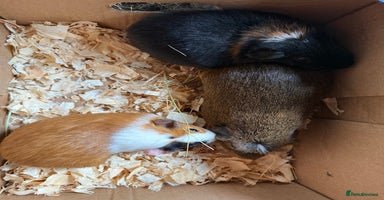 Guinea Pig rodents - Advert 10