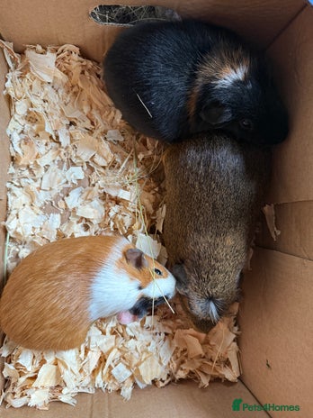 Guinea Pig rodents - Advert 15
