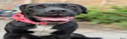 Mixed Breed dogs for sale: Snowflake, Loving Staffy/Bullmastiff Trained Girl - Advert 4