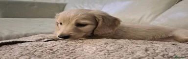 Miniature Dachshund 1