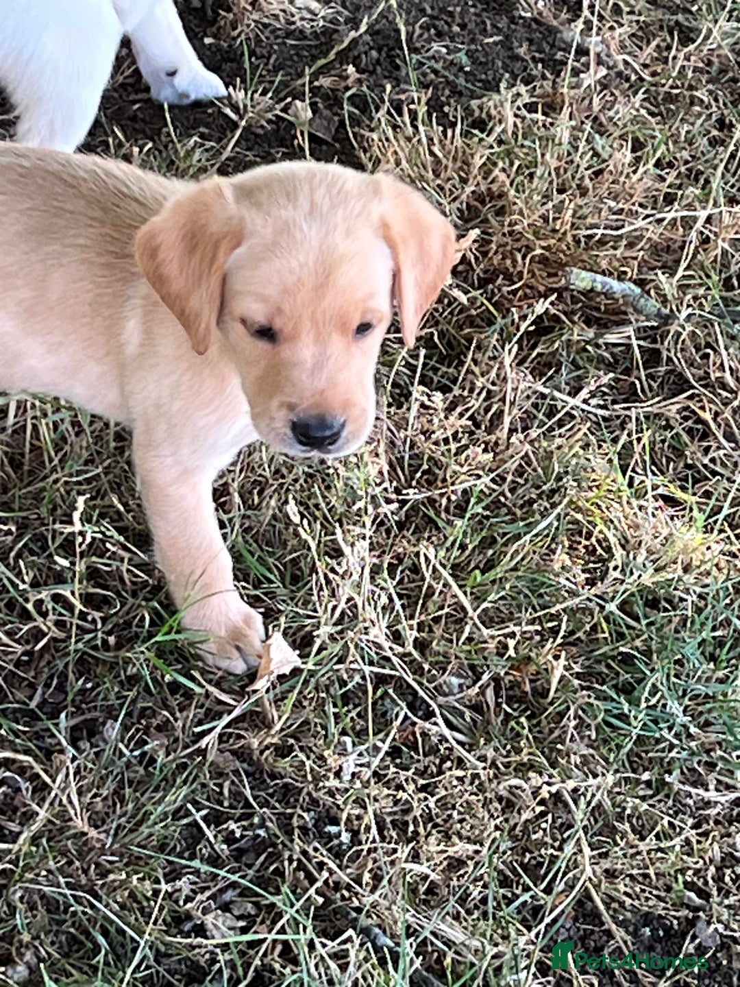Labrador Retriever dogs for sale: Affectionate and adorable Labrador Puppies - Image 16