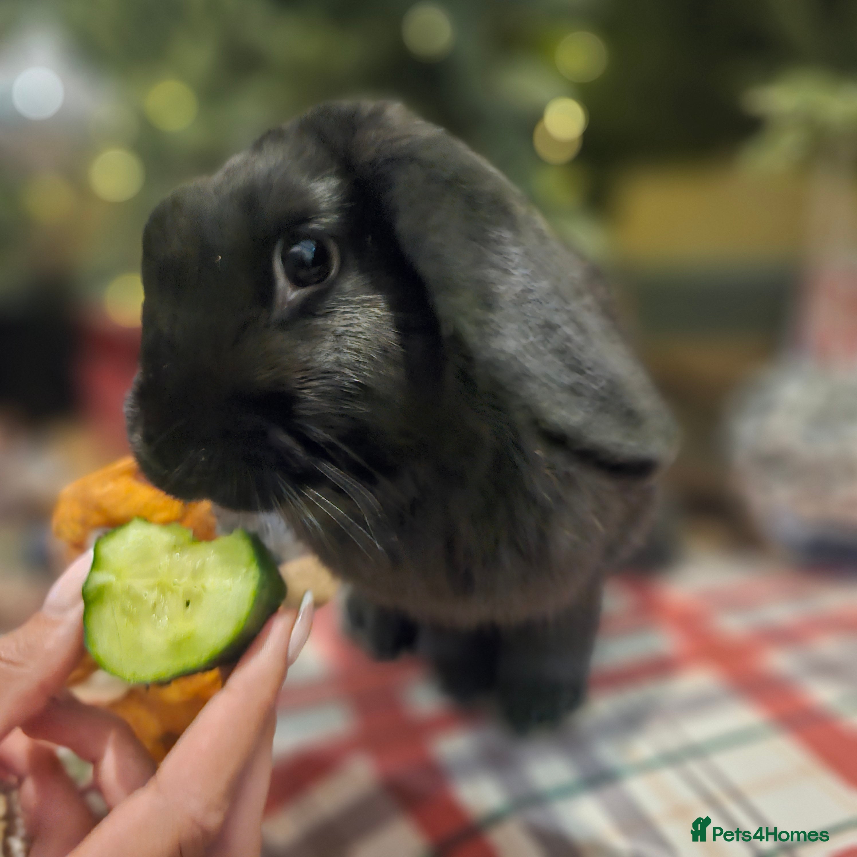 French Lop rabbits French lops and lion heads  - Advert 2