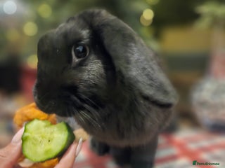 French Lop rabbits French lops and lion heads - Advert 2