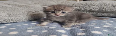 Domestic Shorthair 3