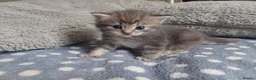 Domestic Shorthair cats for sale: kittens - Advert 3