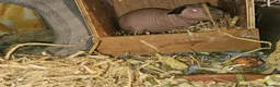 Guinea Pig rodents for sale: 4 male skinny pig boars - Advert 9