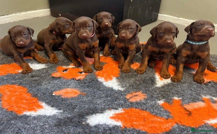 Dobermann dogs - Advert 4