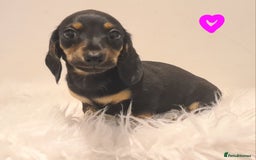 Miniature Dachshund dogs for sale: KC Daxi's health tested parents.READY - Image 9