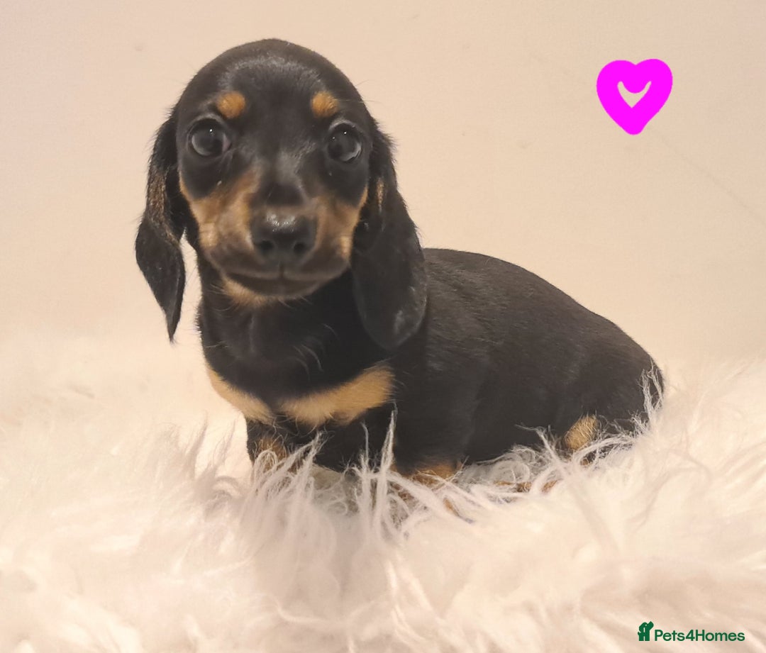 Miniature Dachshund dogs for sale: KC Daxi's health tested parents.READY - Image 9