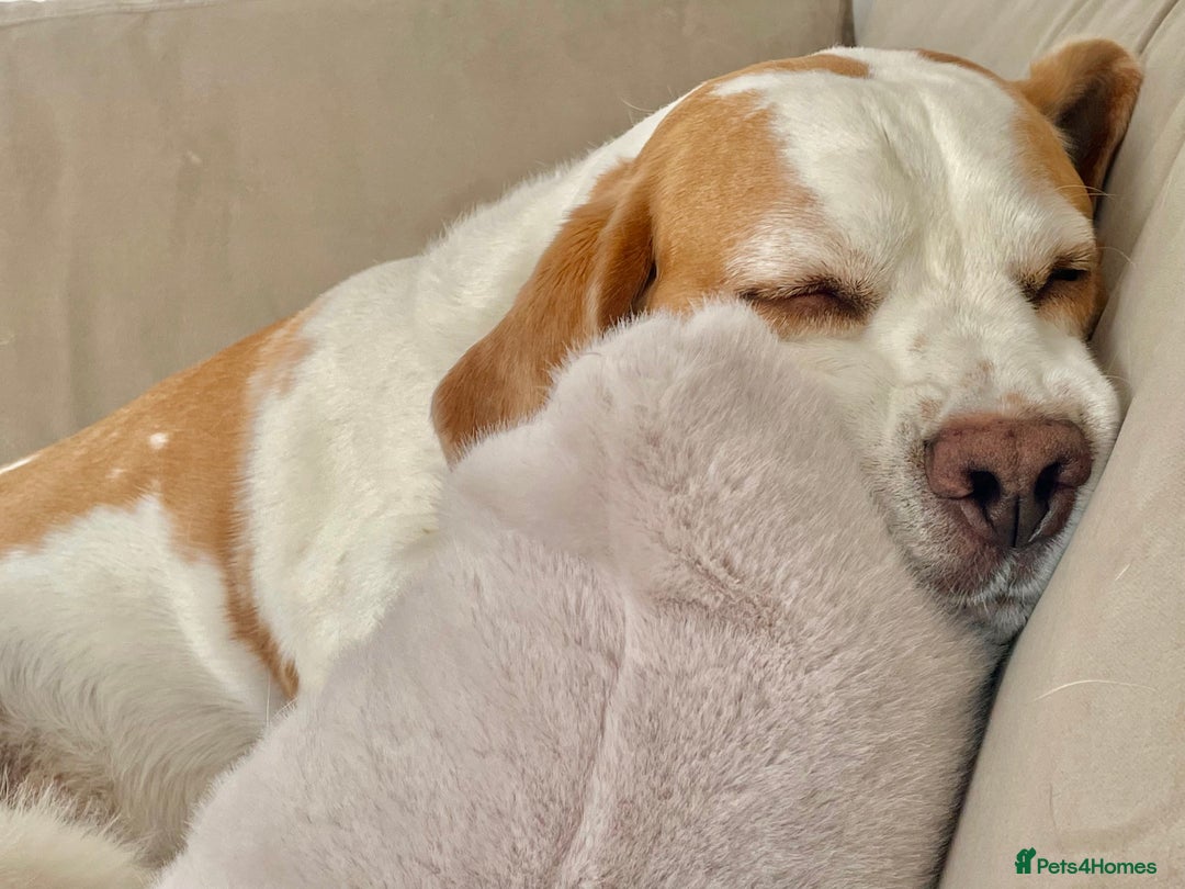 Beagle dogs for sale: Freddy needs a loving home - Advert 5