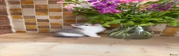 British Shorthair cats for sale: Full Pedigree/Registered BSH from £995 - Advert 31