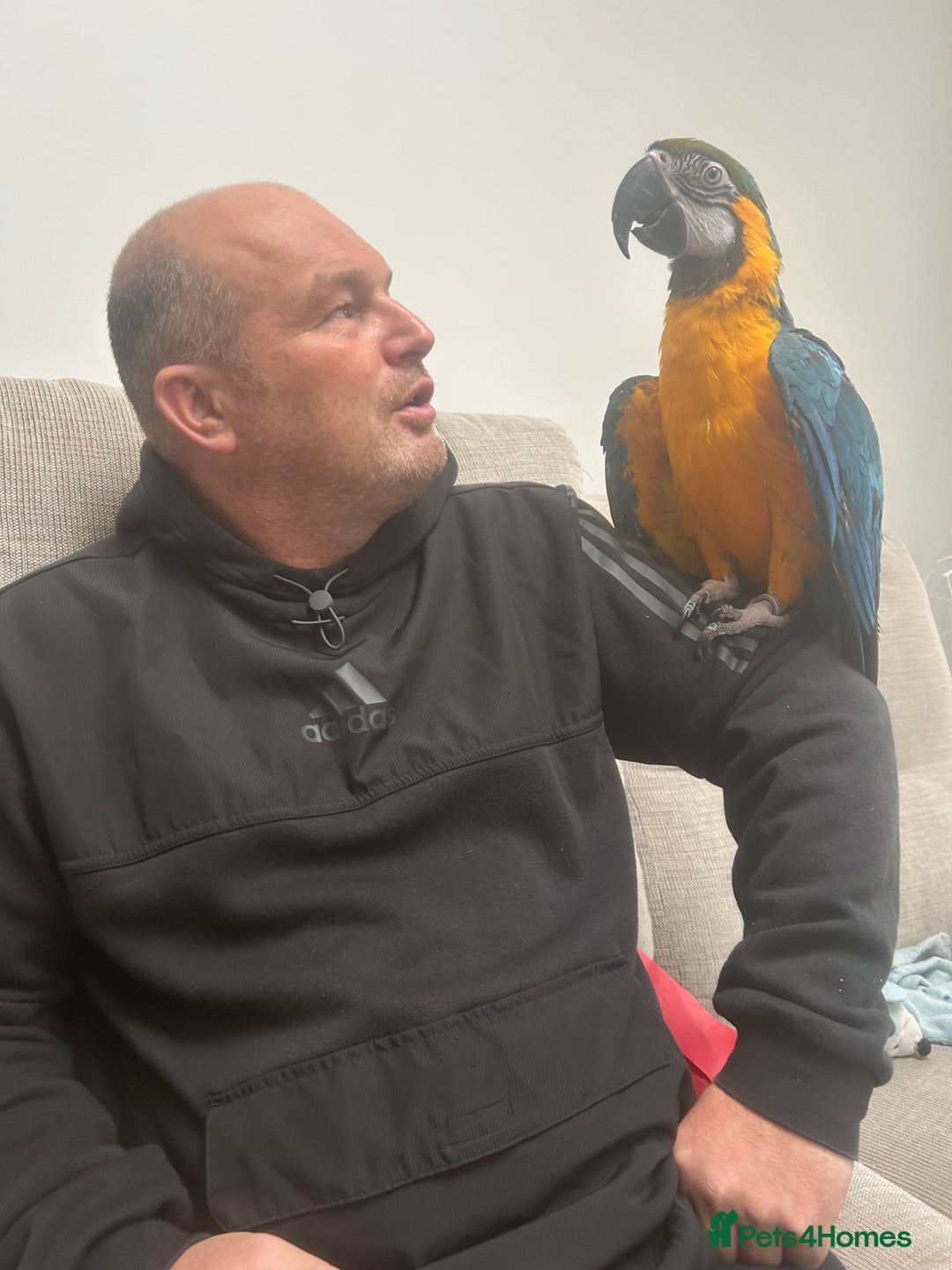 Macaws birds for sale: 6yr old Blue/Gold Wing Macaw  - Image 19