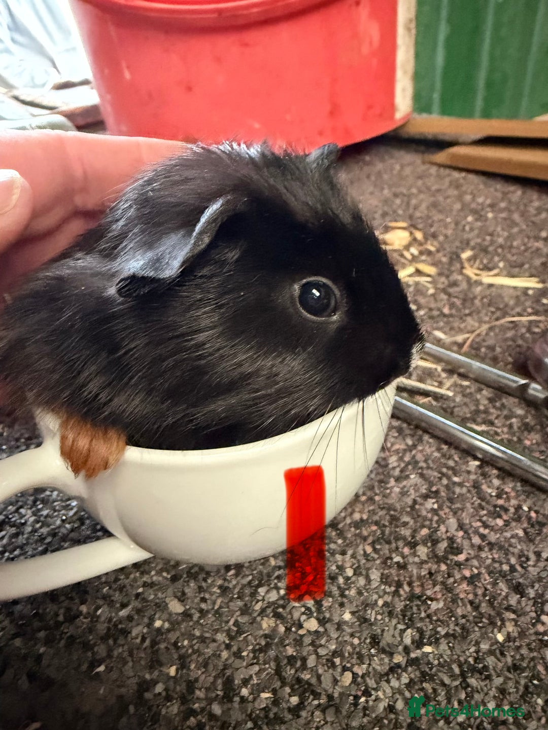 Guinea Pig rodents for sale: 1 male and 2 female baby guinea pigs  - Advert 1