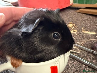 Guinea Pig rodents 1 male and 2 female baby guinea pigs - Advert 11