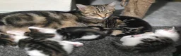 Mixed Breed cats for sale: Tabby kittens  - Advert 2
