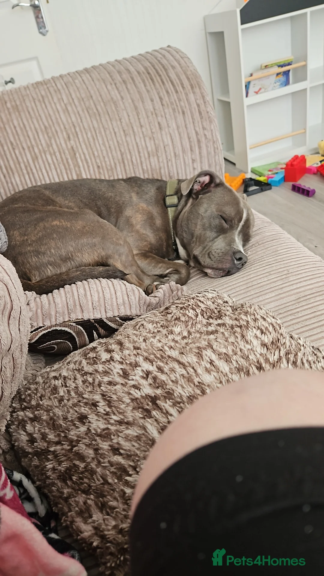 Staffordshire Bull Terrier dogs for sale: Proven blue Staffordshire bull terrier male - Advert 12