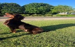 Cocker Spaniel dogs for sale: 🐶🤎True Working Cocker Spaniels🐶🤎 - Image 9