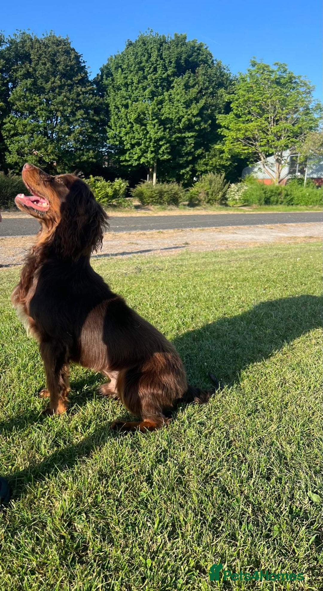 Cocker Spaniel dogs for sale: 🐶🤎True Working Cocker Spaniels🐶🤎 - Image 9