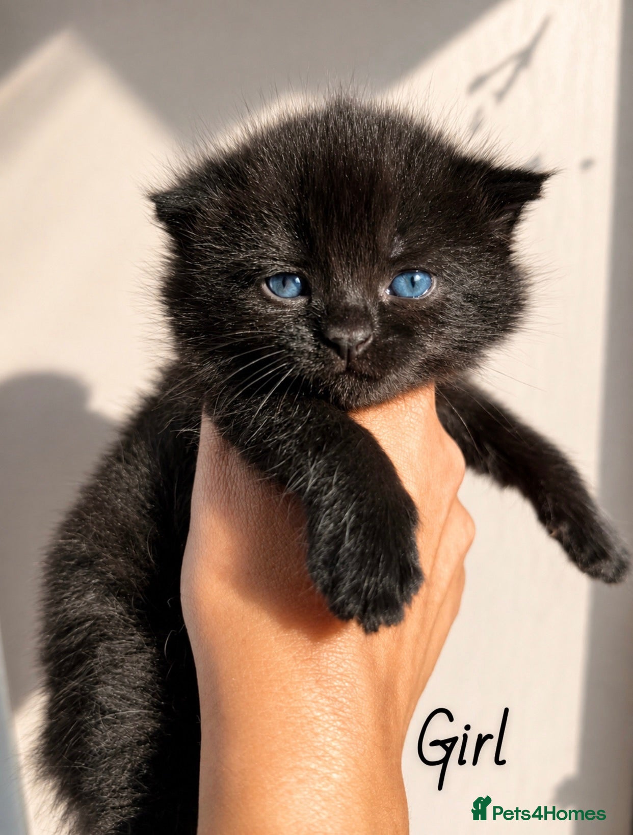 British Shorthair cats 4 chunky bsh kittens  - Advert 10
