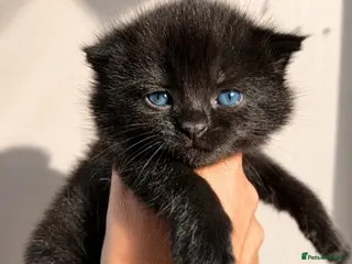 British Shorthair cats 3 chunky bsh kittens left - Advert 1