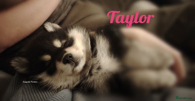 Pomsky dogs - Advert 4
