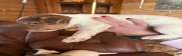 Jack Russell dogs for sale: Jack Russell puppies - Advert 7