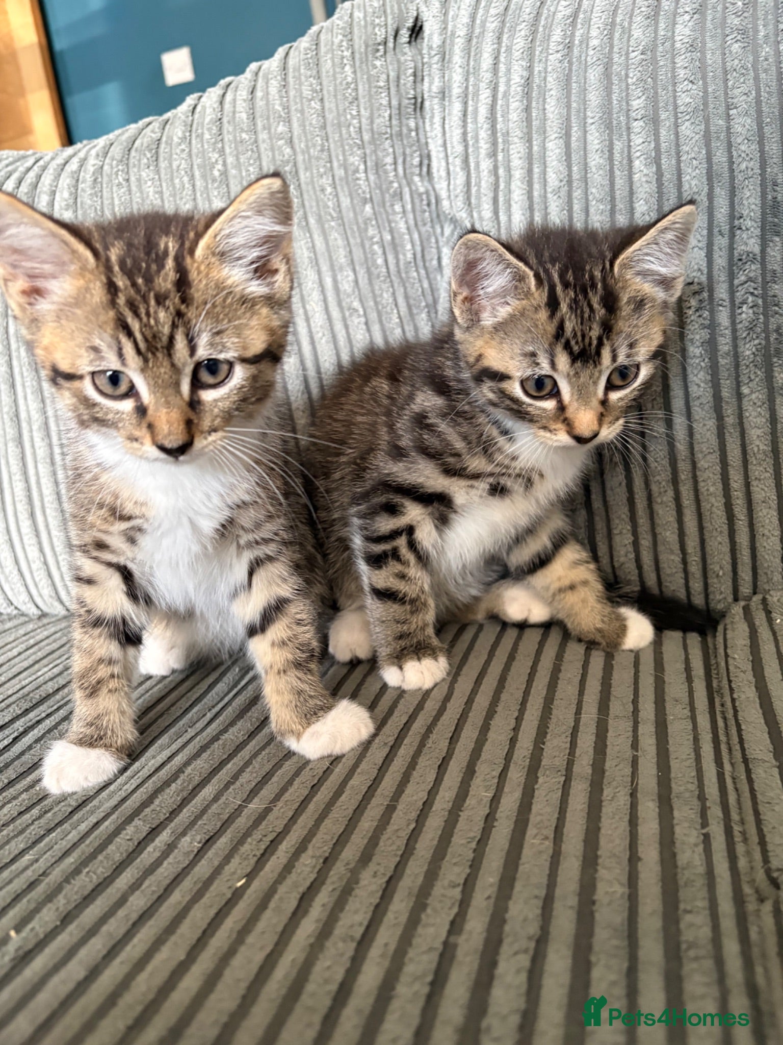 Mixed Breed cats Tabby brothers-lovely pair - Advert 3