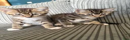 Mixed Breed cats for sale: Tabby brothers-lovely pair - Advert 1