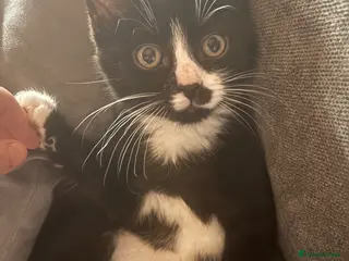 Domestic Shorthair cats Tuxedo male kitten - Advert 2