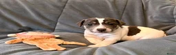 Jack Russell dogs for sale: Conscientiously bred and reared - Advert 11