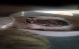 Mixed Breed dogs for sale: Lovely little shitzu cross puppies  - Image 15