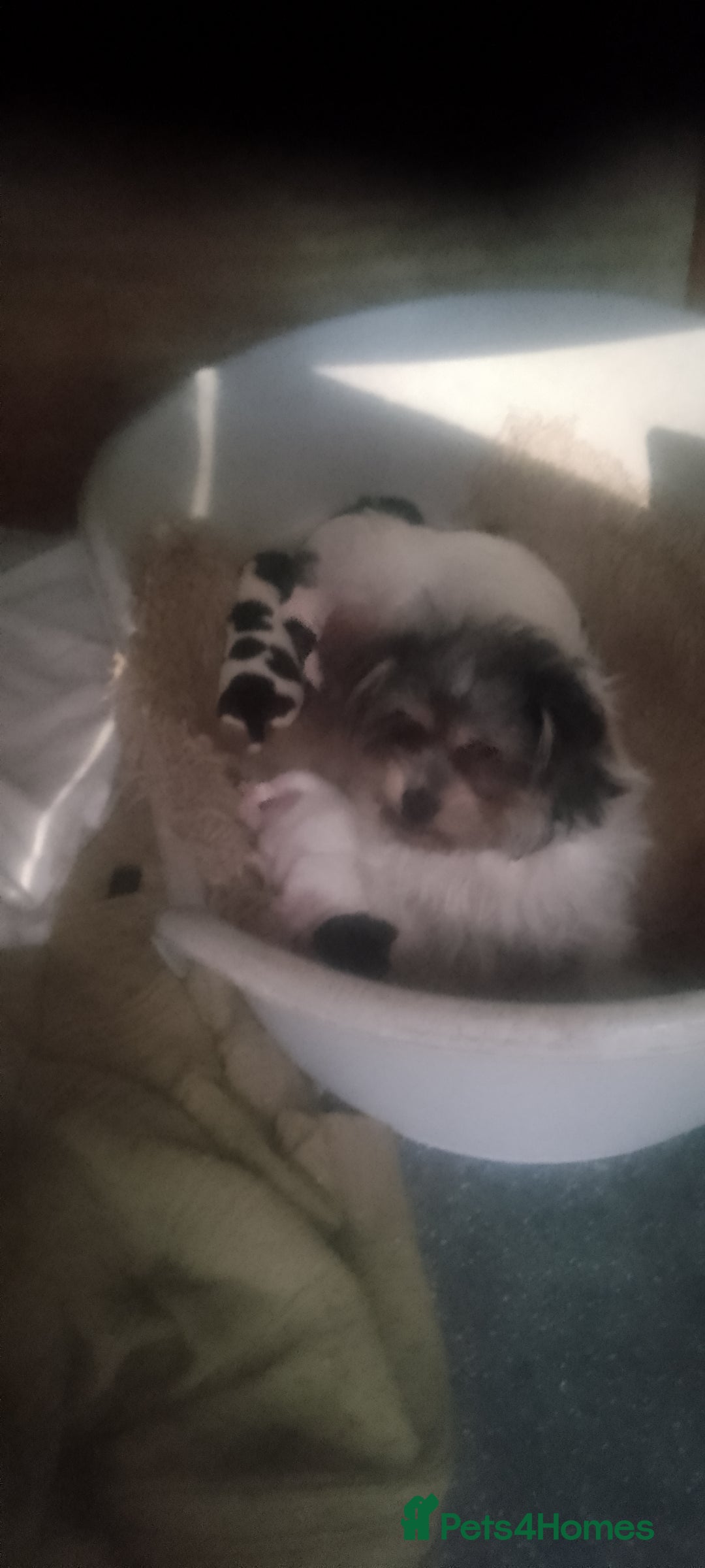 Mixed Breed dogs for sale: Lovely little shitzu cross puppies  - Image 15
