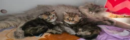 Persian cats for sale: Persian Chinchilla Kittens  - Advert 12
