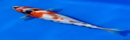 Koi Carp fish for sale: Japanese Koi - Top Quality - Advert 32