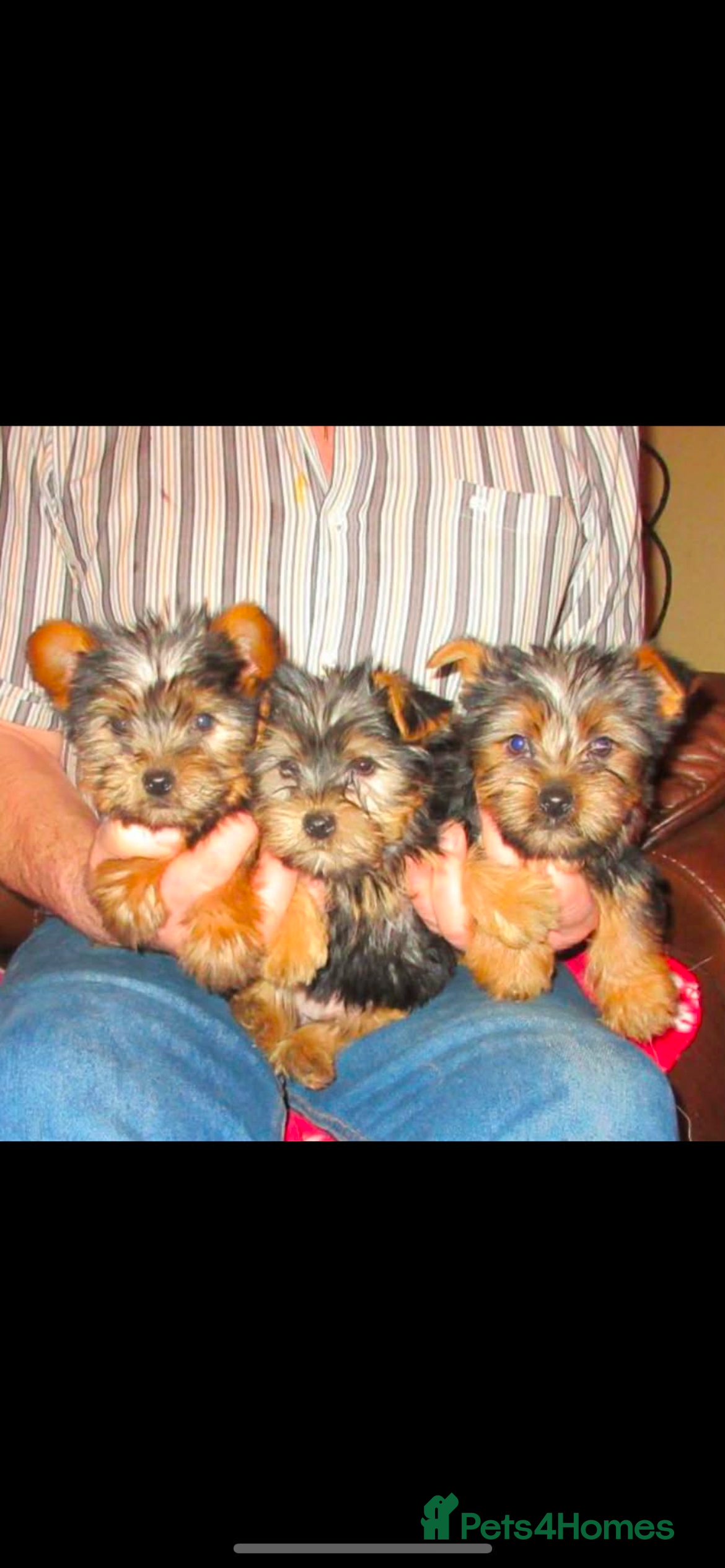 Yorkshire Terrier dogs Puppies  - Advert 10