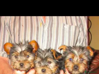 Yorkshire Terrier dogs Puppies - Advert 10