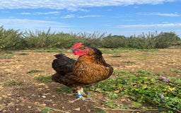 Chickens poultry for sale: Rhode Rock hens - Image 1