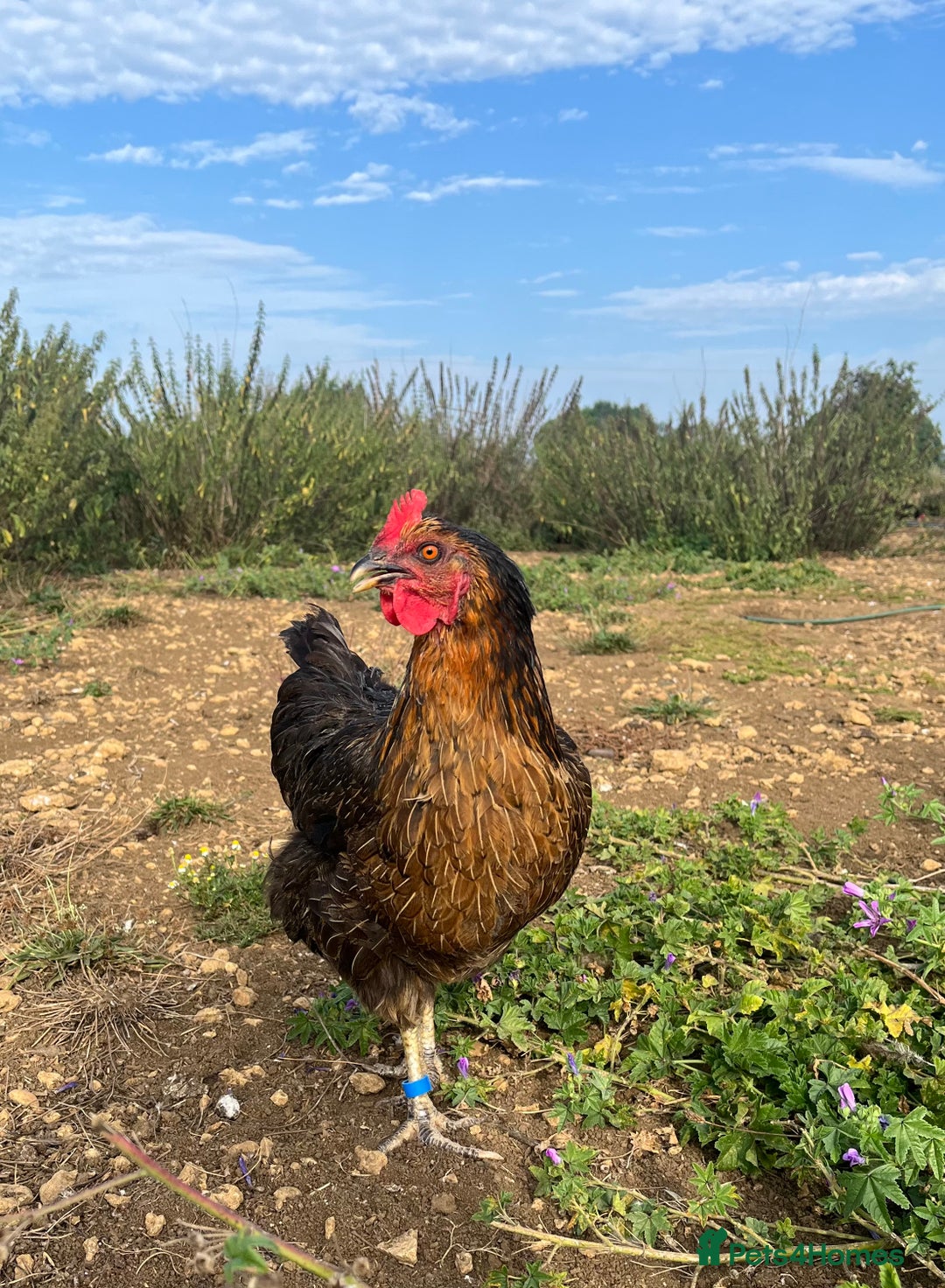 Chickens poultry for sale: Rhode Rock hens - Image 1