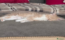 Maine Coon cats for sale: Xl Beautiful Mainecoon kittens for sale - Image 15