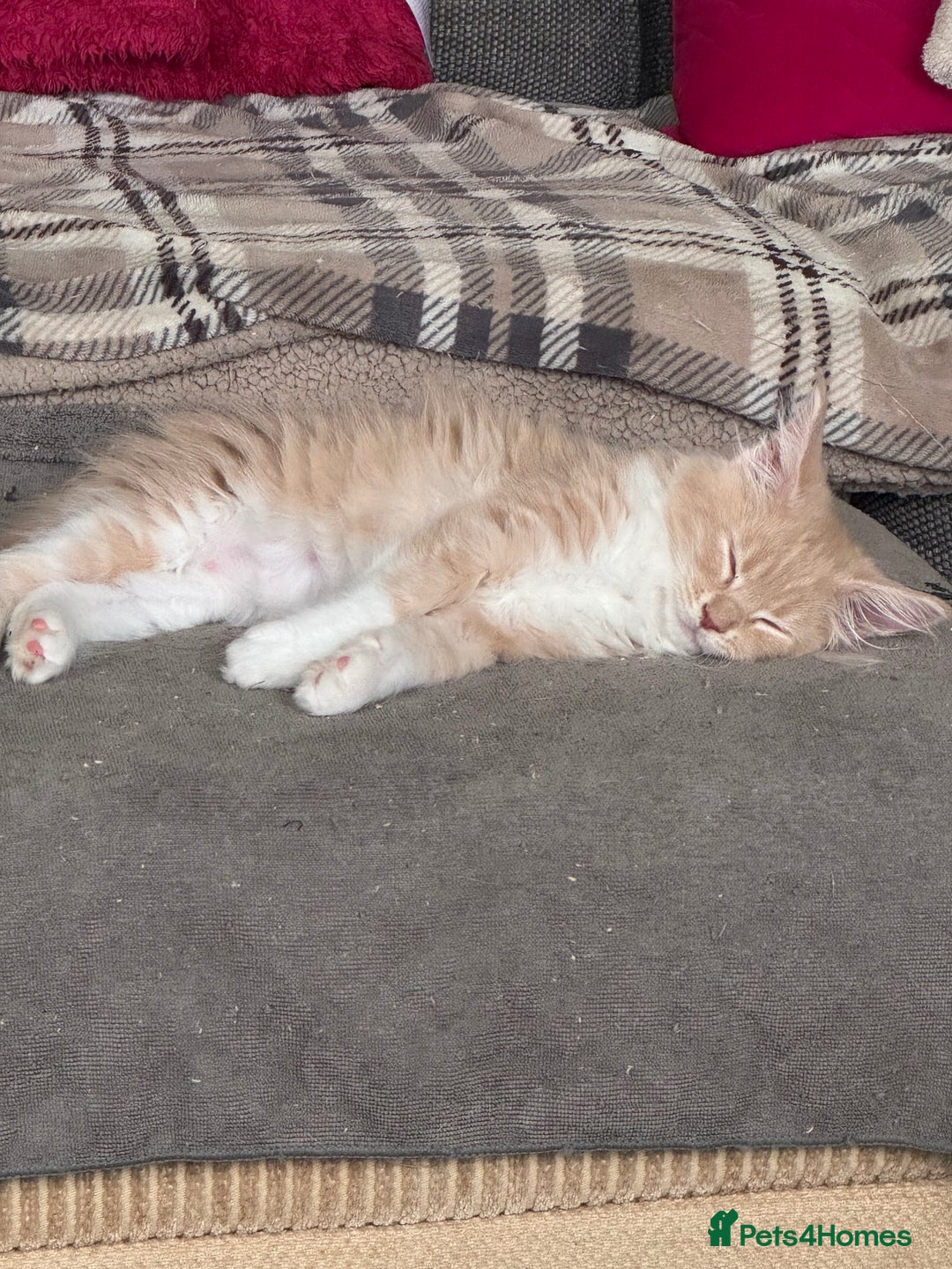 Maine Coon cats for sale: Xl Beautiful Mainecoon kittens for sale - Image 15