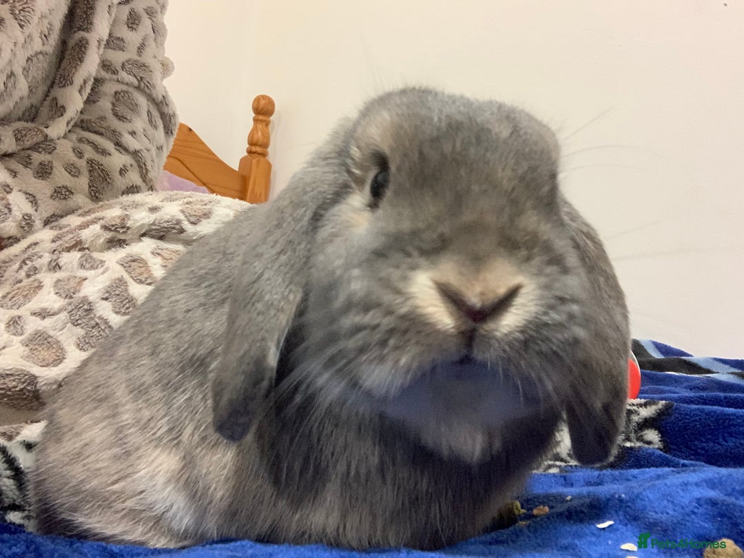 Mini Lop rabbits for sale: mr archie  - Advert 3