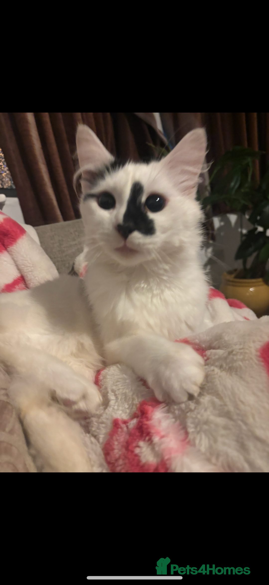 Turkish Angora cats for sale: Turkish angora kitten - Advert 5