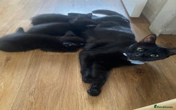 Russian Blue cats for sale: Russian blue cross bengal kittens - Image 16