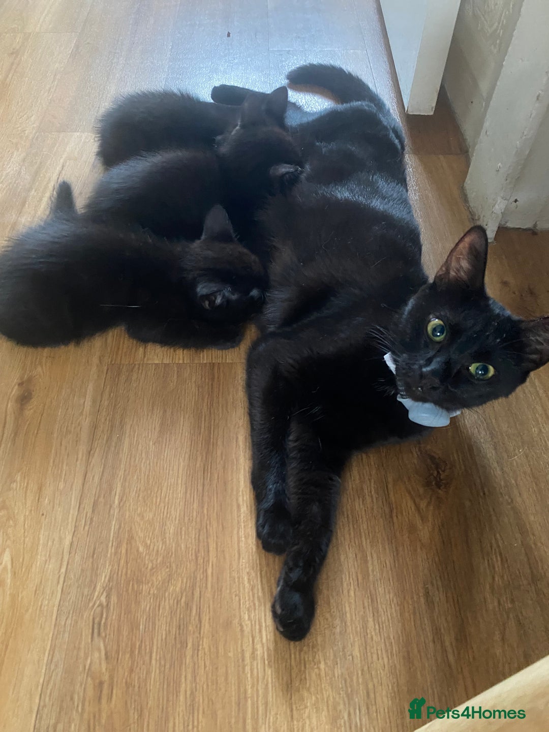 Russian Blue cats for sale: Russian blue cross bengal kittens - Image 16